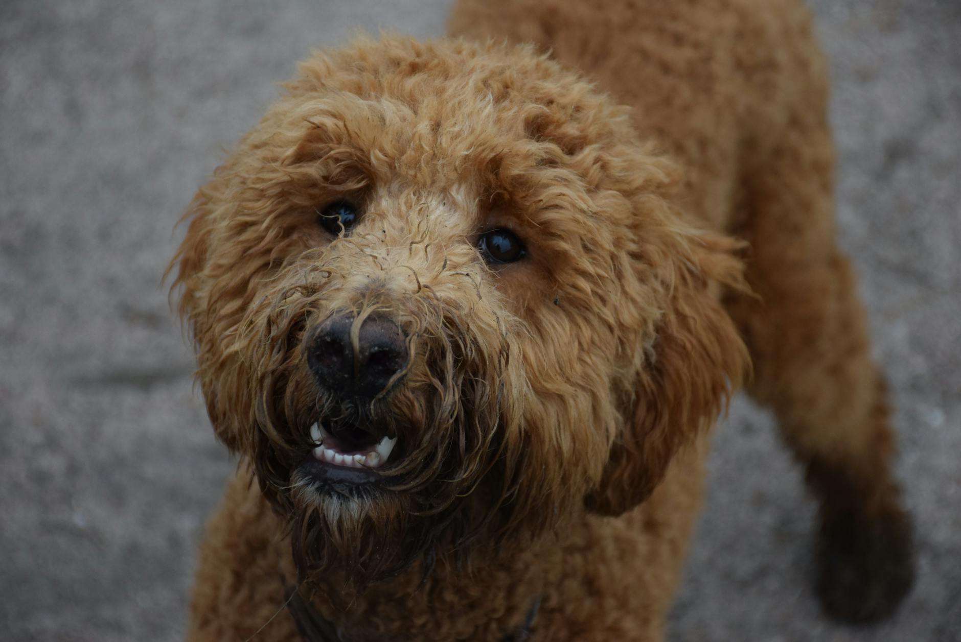 Brązowy pudel z puszystą, kręconą sierścią w zbliżeniu
