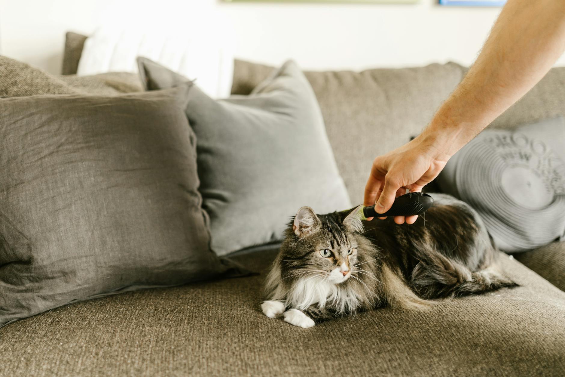 Czesanie długowłosego kota Maine Coon na kanapie w domu
