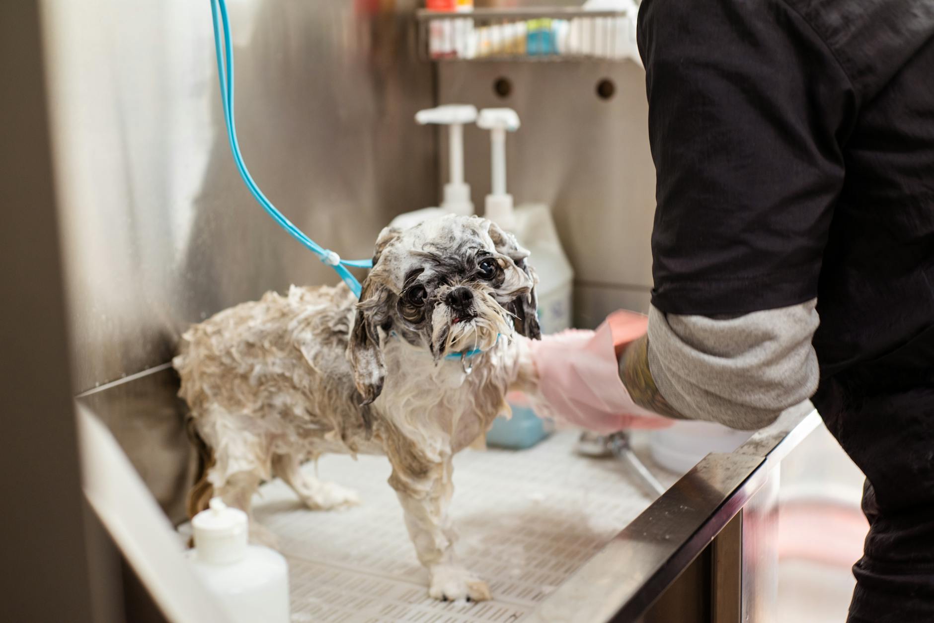 Mokry pies rasy shih tzu kąpany w salonie groomerskim przez osobę w różowych ręk