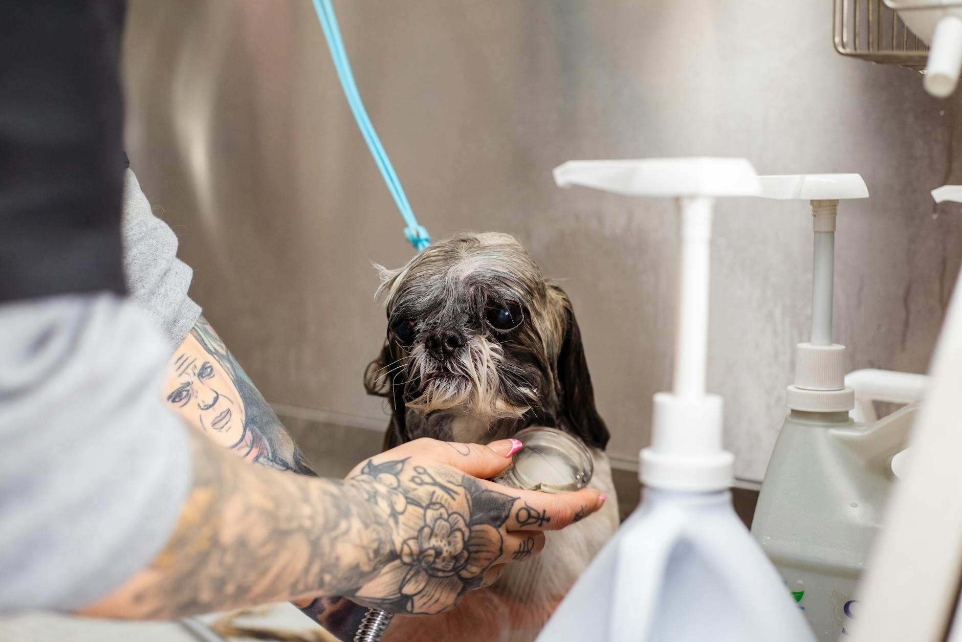 Shih tzu kąpany przez tatuowanego groomera w salonie pielęgnacji psów