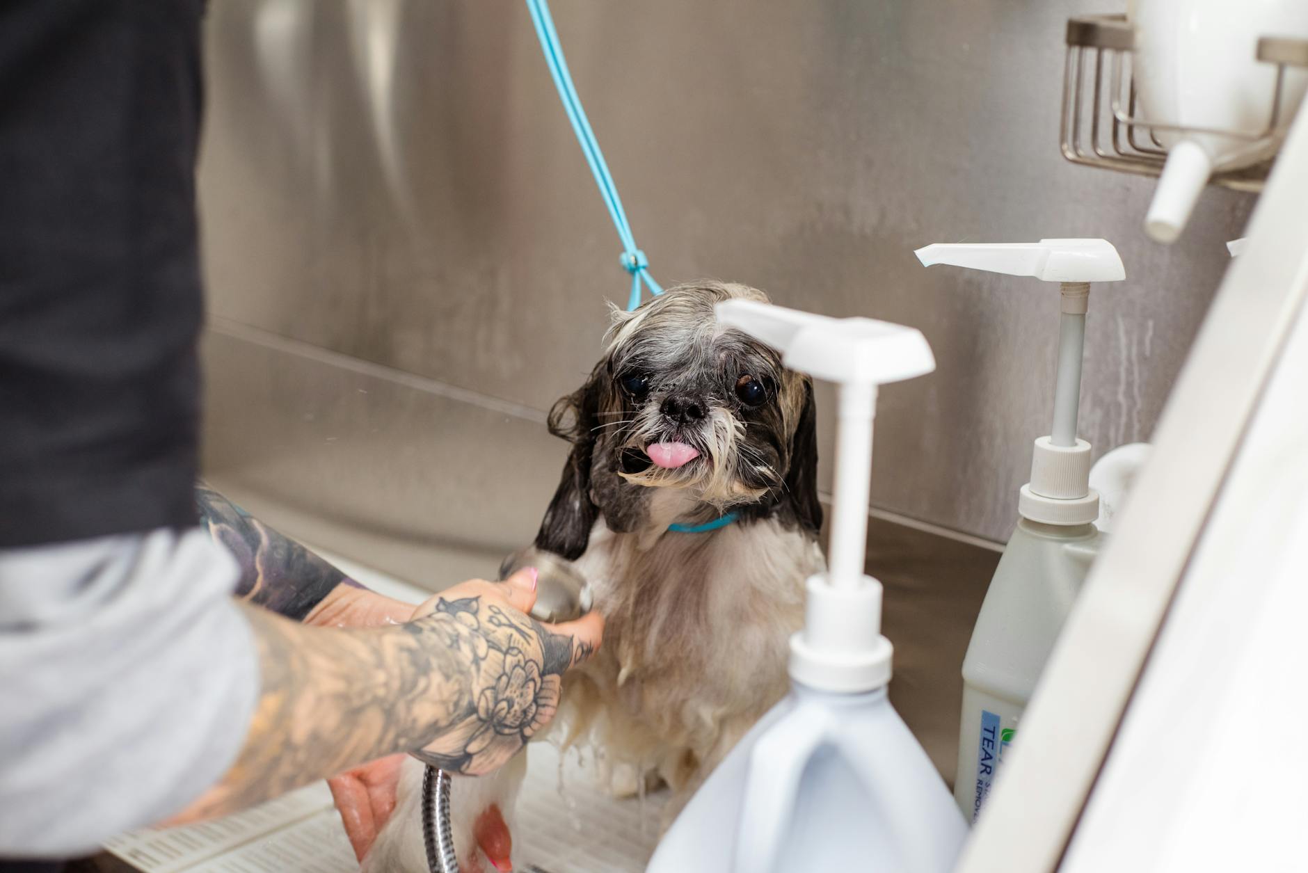 Shih tzu kąpany w salonie groomerskim przez tatuowanego groomera