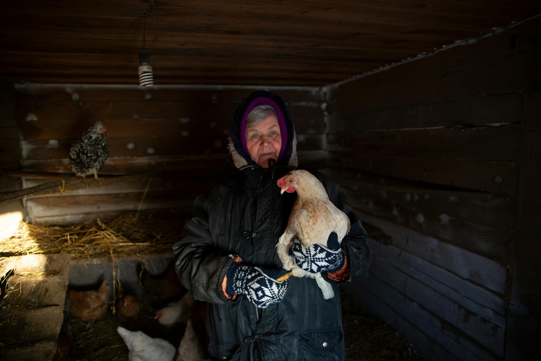 Starsza kobieta w ciepłym ubraniu trzyma kurę w wiejskiej stodole
