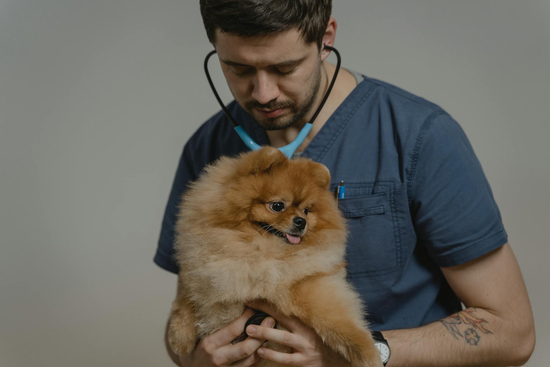 Weterynarz bada łapę puchatego psa rasy pomeranian w gabinecie