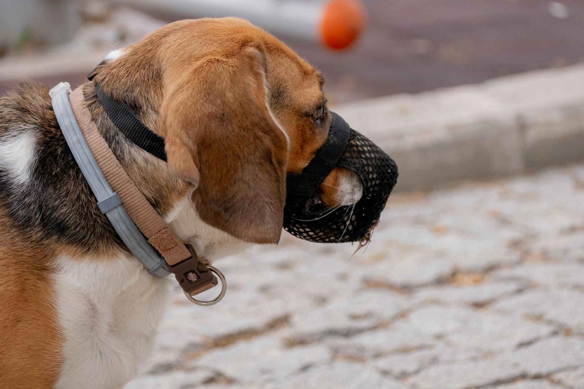 Beagle w kagańcu spaceruje po miejskim chodniku w Izmirze