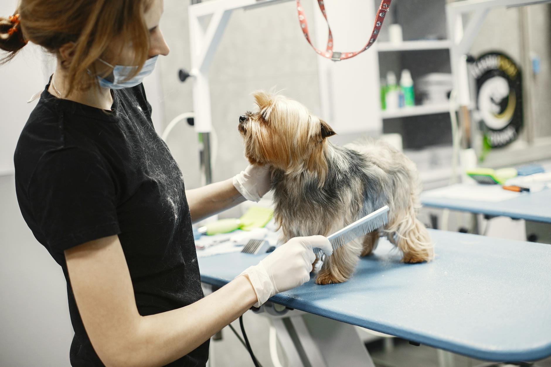 Groomer weterynaryjny szczotkuje sierść yorkshire terriera na stole