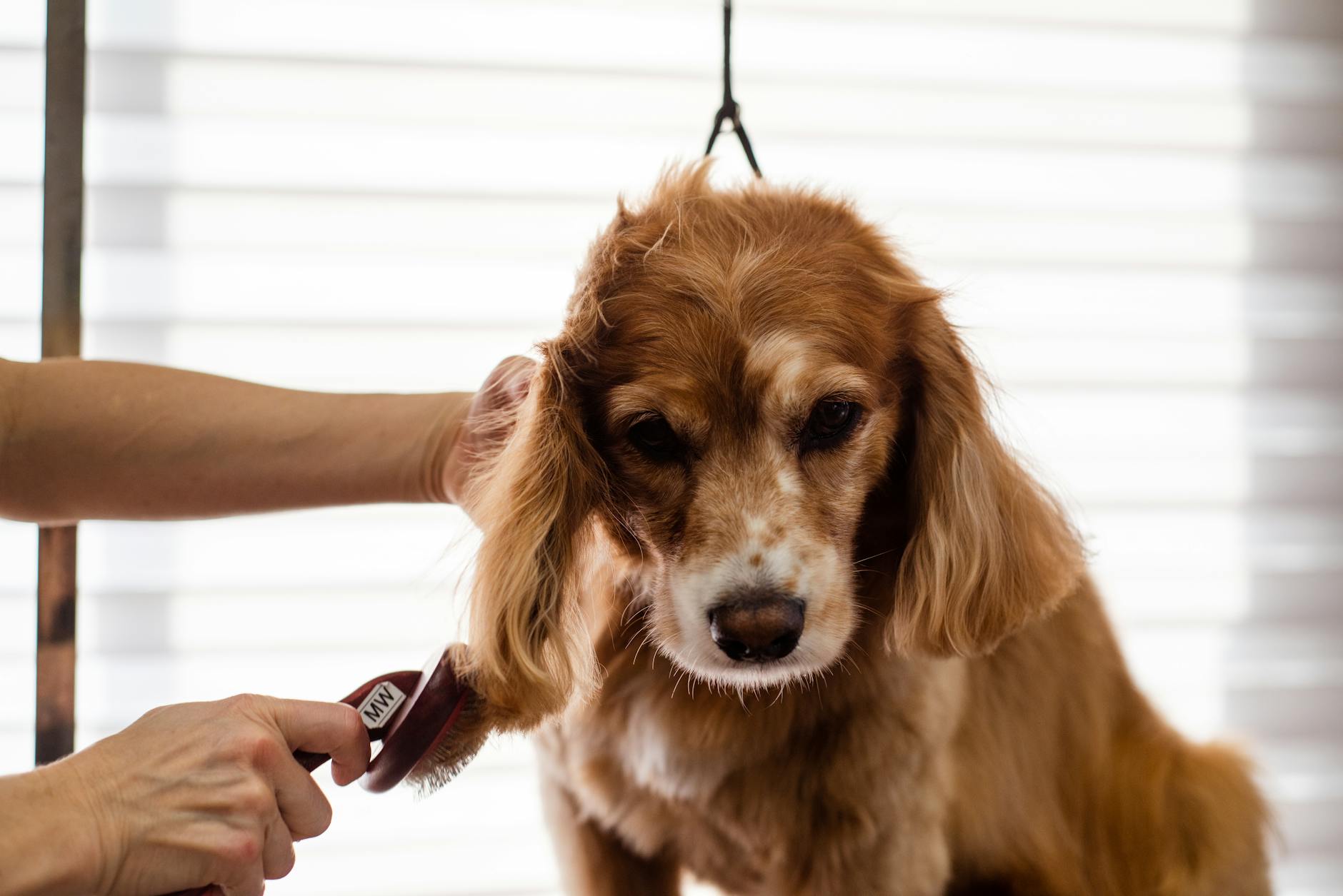 Groomer wyczesuje podszerstek cocker spaniela w salonie