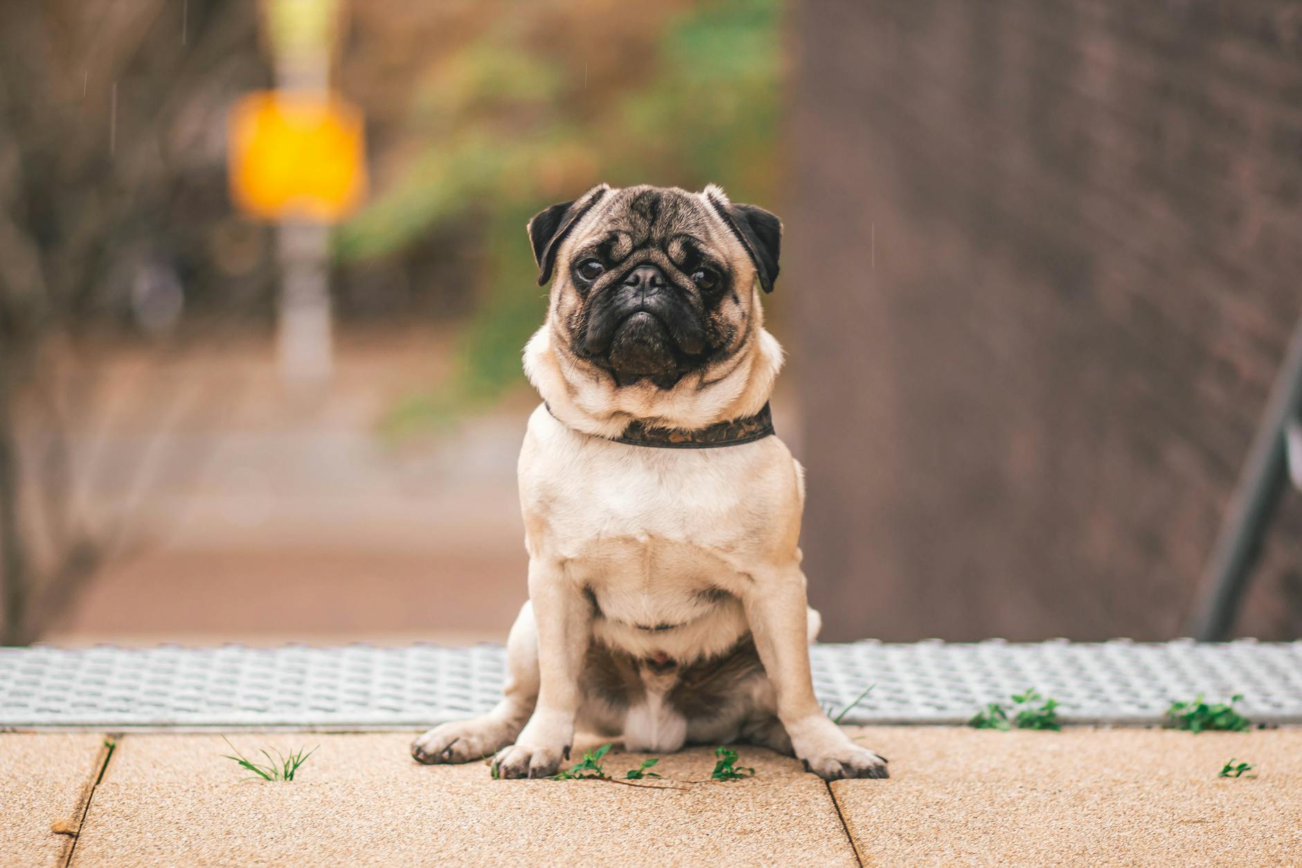 Mops siedzący na zewnątrz, patrzący w górę z zaciekawieniem
