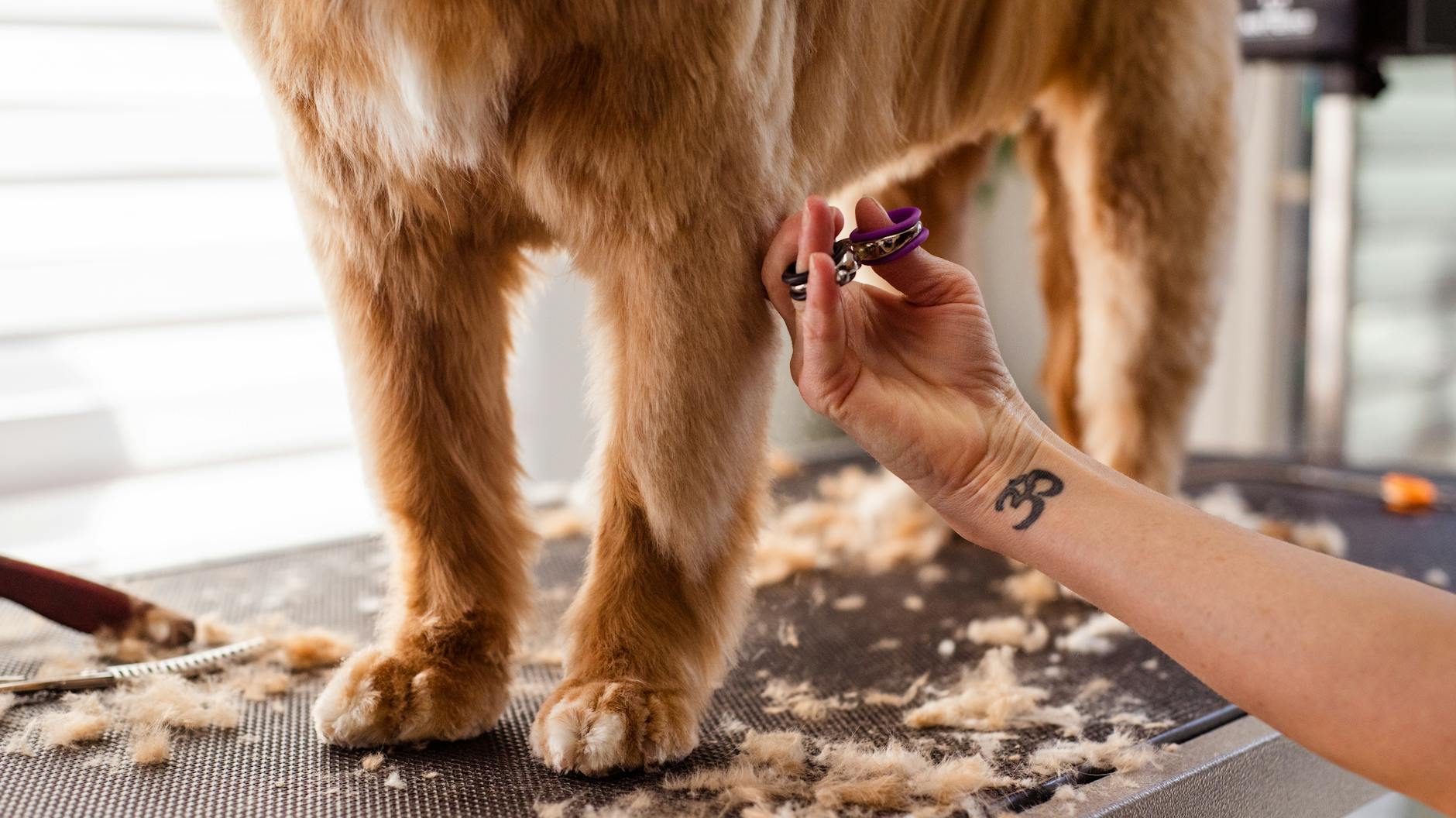 Groomer przycina nożyczkami sierść na łapie psa w salonie groomerskim