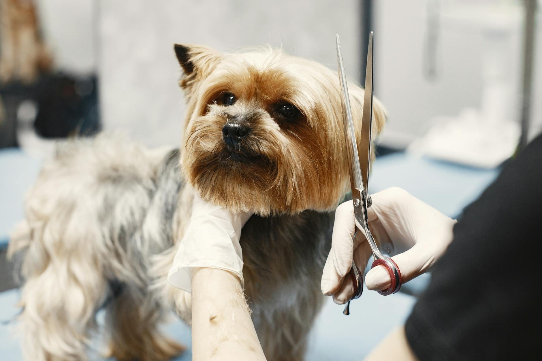 Groomer przycina sierść yorkshire teriera nożyczkami w salonie