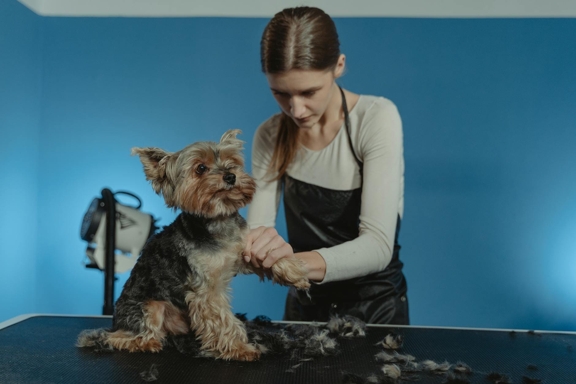 Groomer spokojnie czesze sierść yorkshire terriera w jasnym salonie