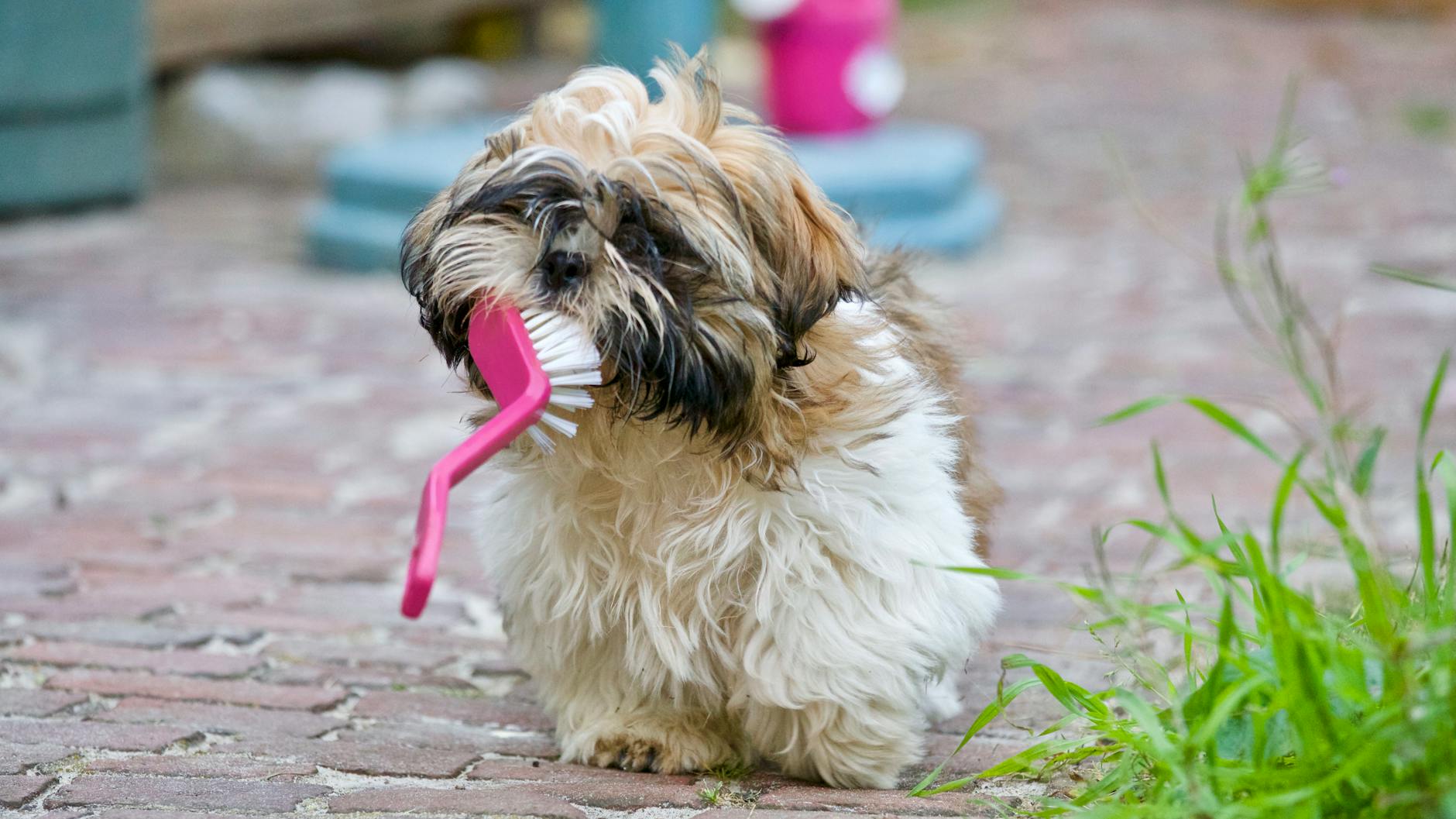 Szczeniak shih tzu bawi się szczotką do sierści w słoneczny dzień