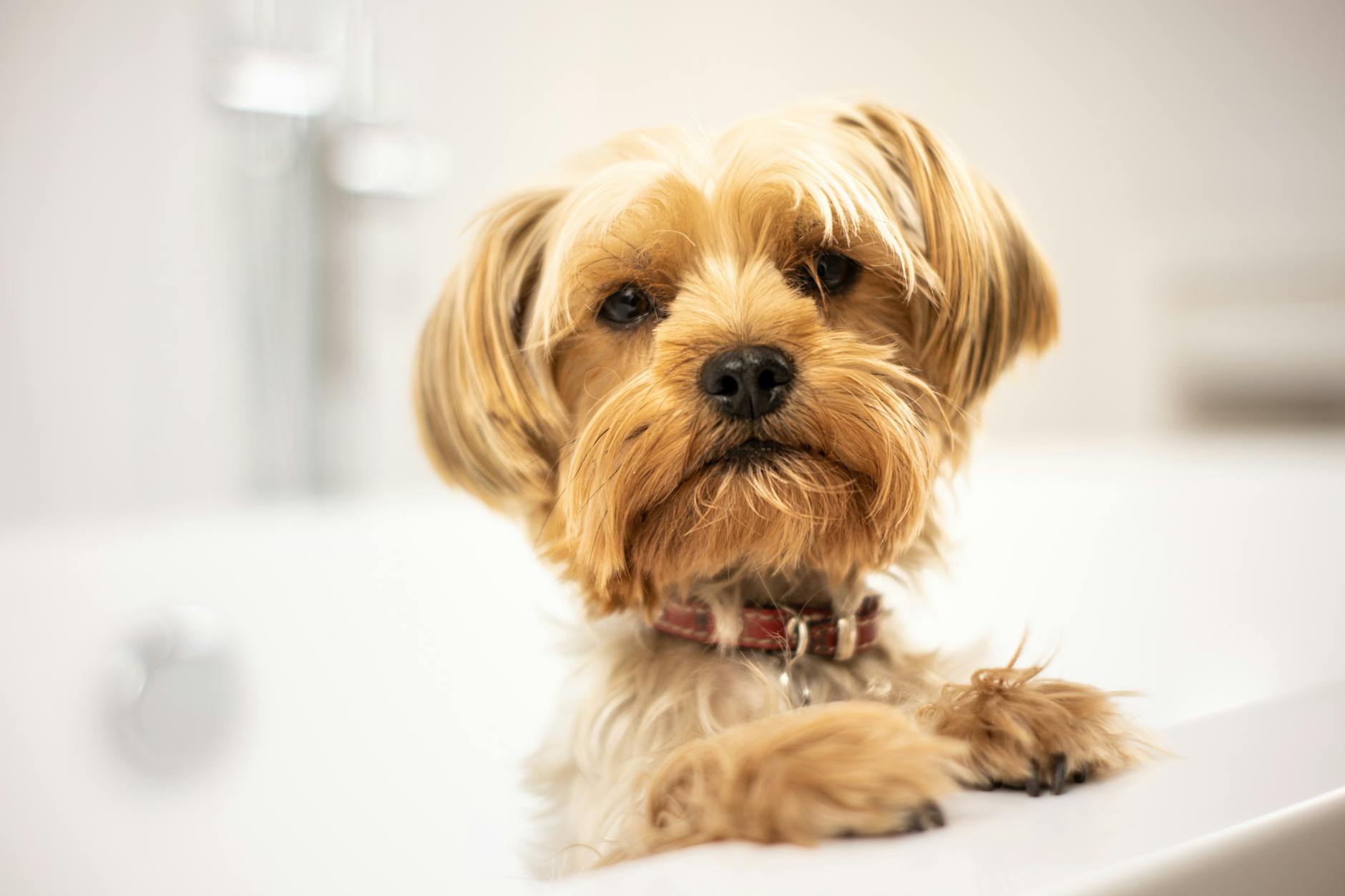 Szczeniak yorkshire terrier w wannie podczas kąpieli