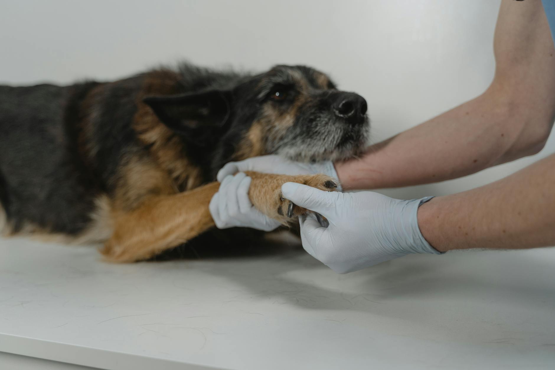 Weterynarz delikatnie trzyma psią łapę podczas badania