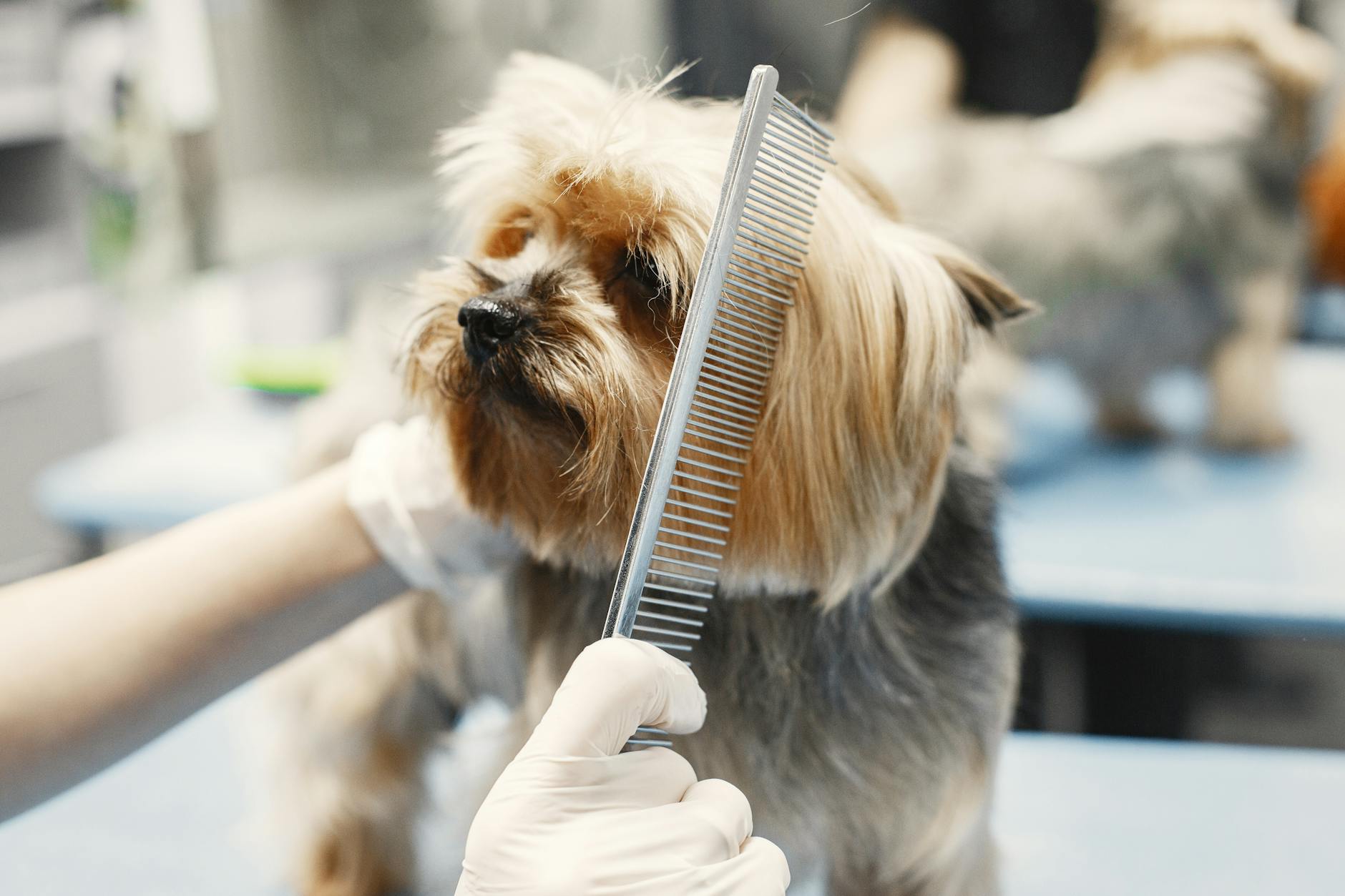 Yorkshire terrier czesany przez groomera w rękawiczkach