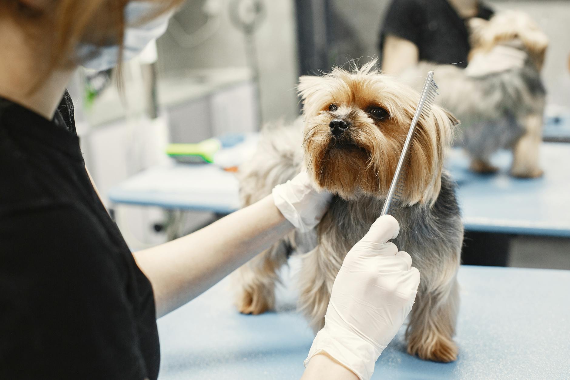 Yorkshire terrier delikatnie czesany przez groomera w rękawiczkach