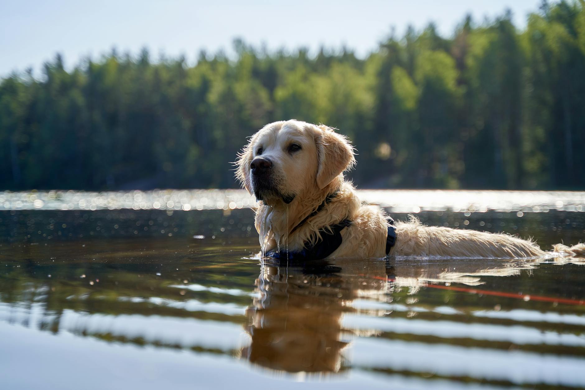 Golden retriever pływający w spokojnym jeziorze otoczonym lasem