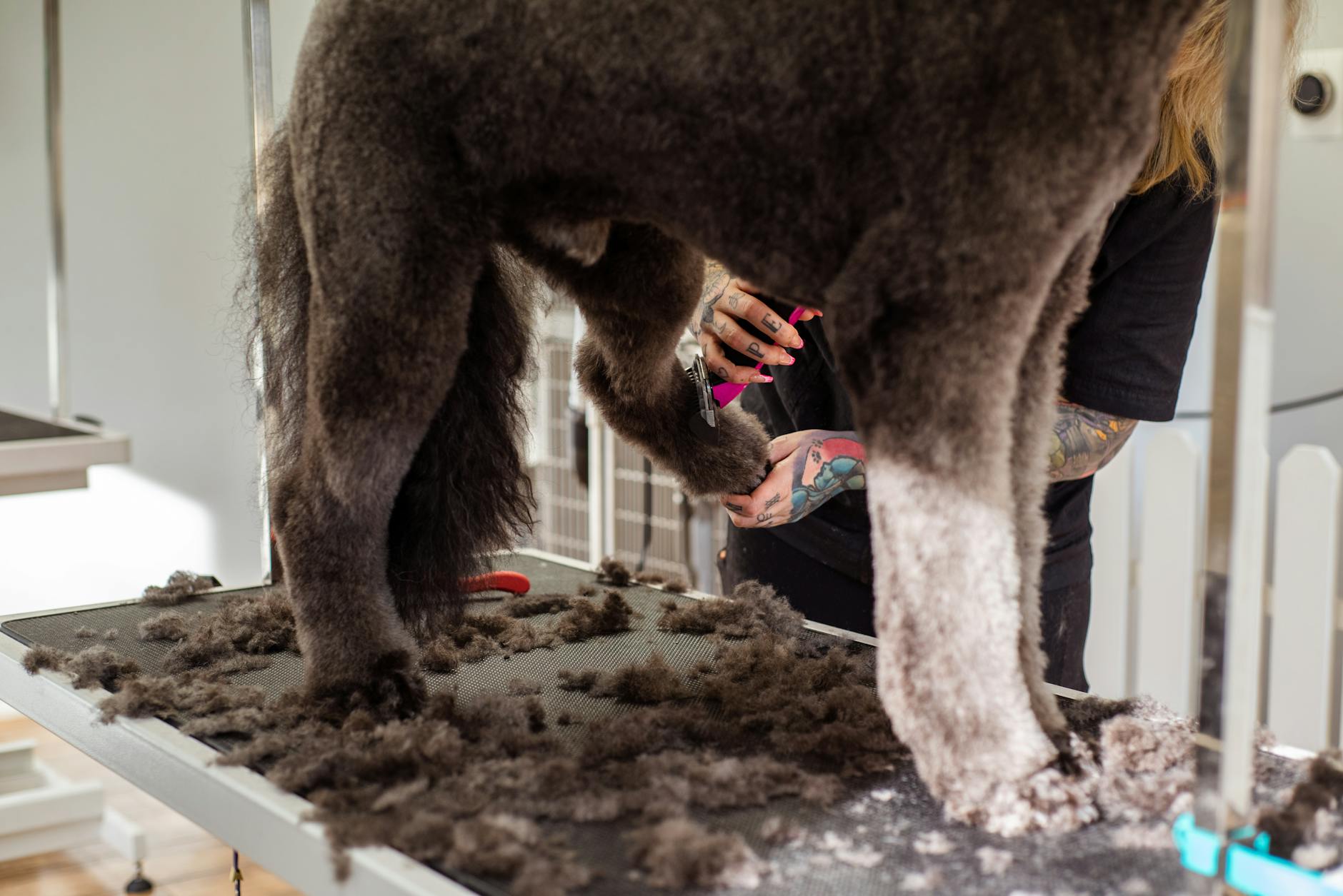 Groomer przycina sierść dużego psa wełnistego w salonie groomerskim