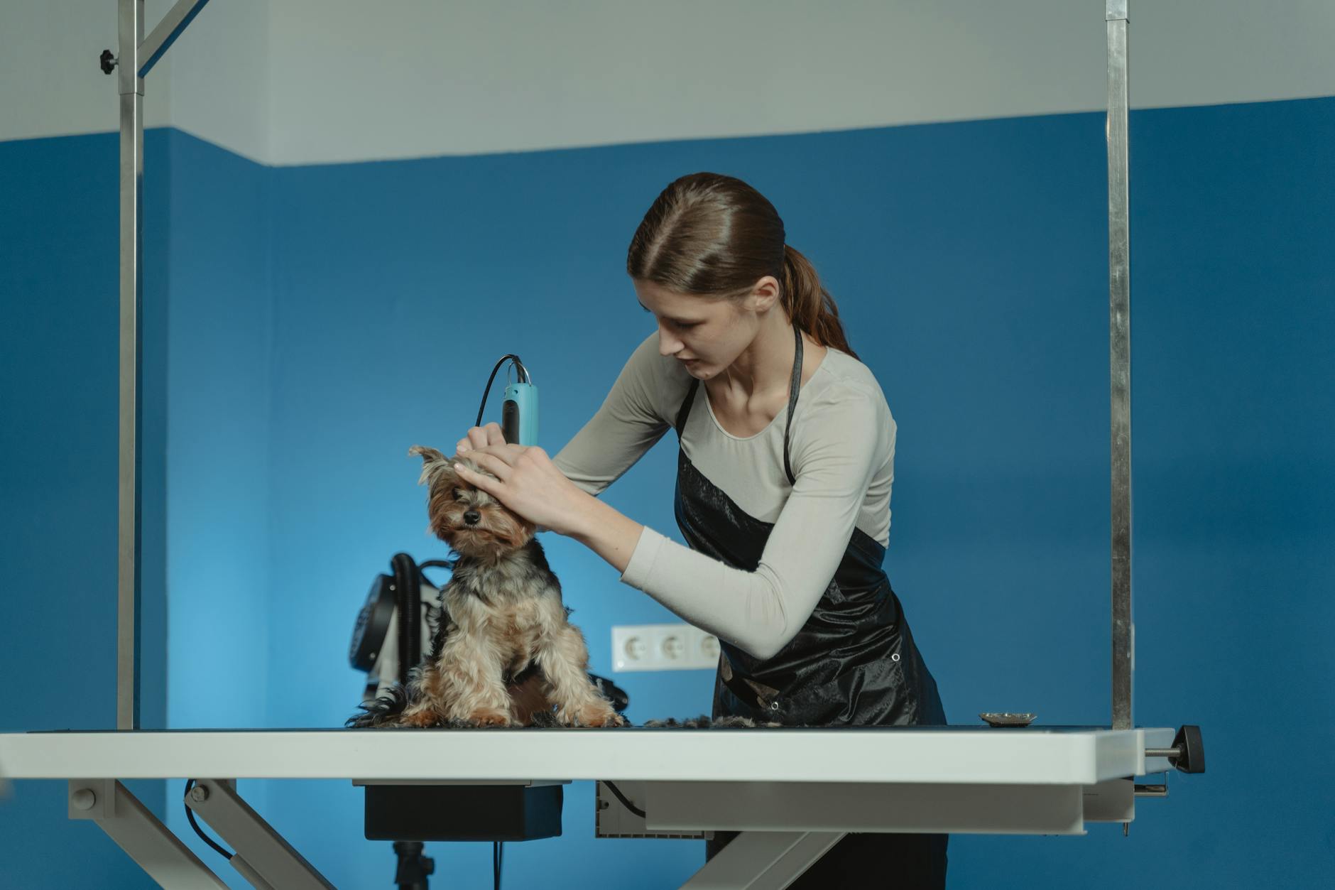 Groomer rozczesuje sierść yorkshire terriera w salonie pielęgnacji