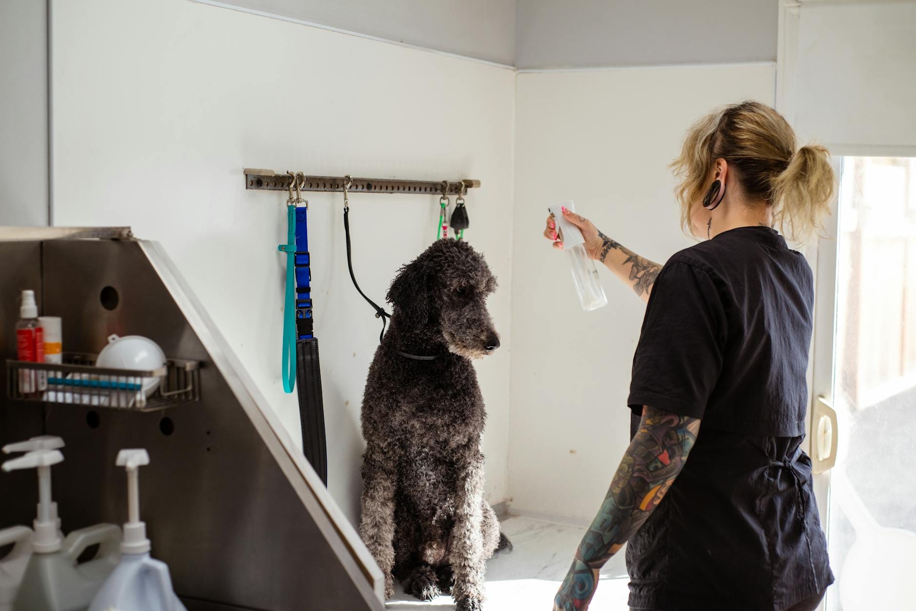 Groomer spryskuje sierść pudla podczas pielęgnacji wewnątrz salonu Groomer spryskuje sierść pudla podczas pielęgnacji wewnątrz salonu