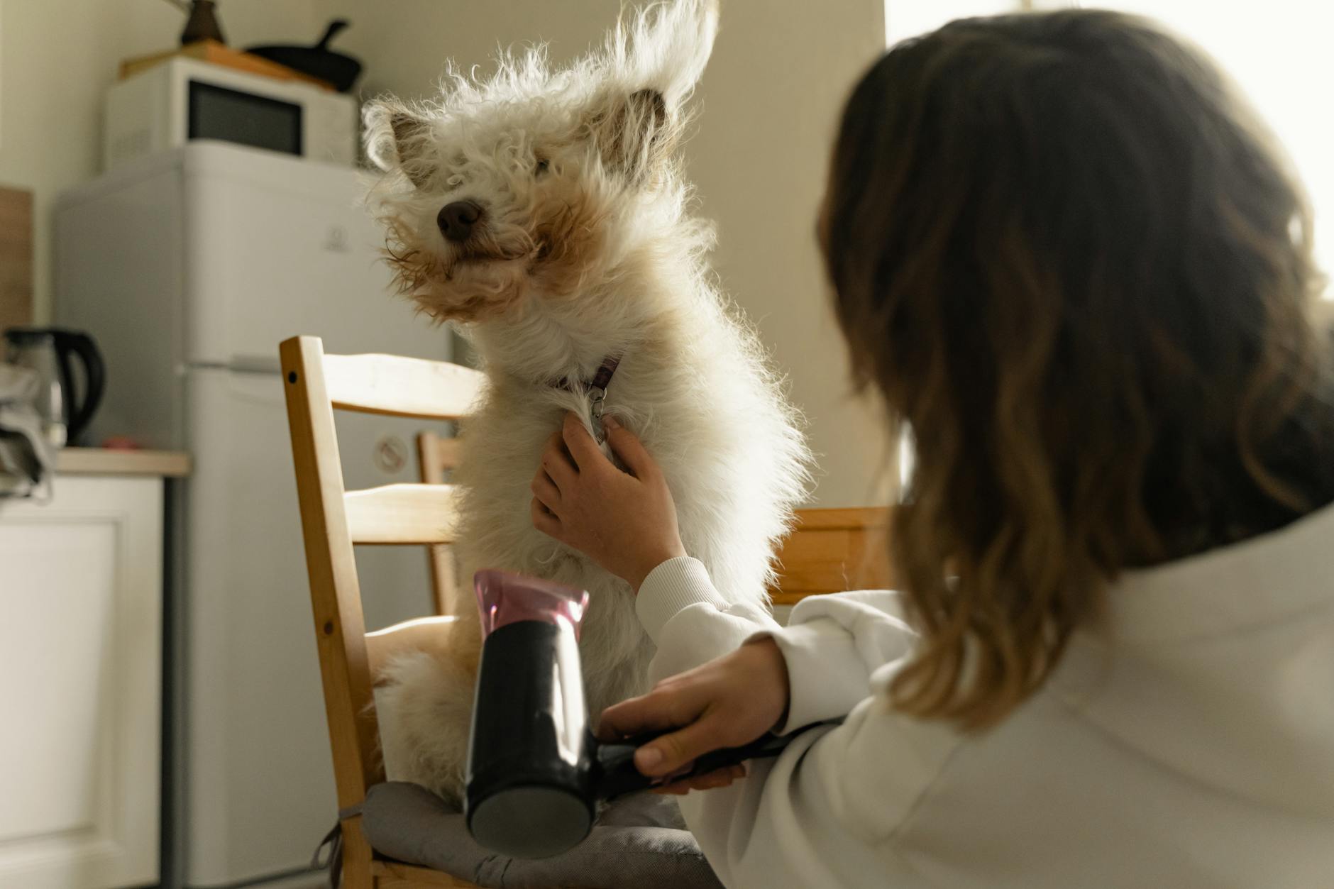 Groomer suszy białego, puszystego psa dmuchawą w domowym salonie