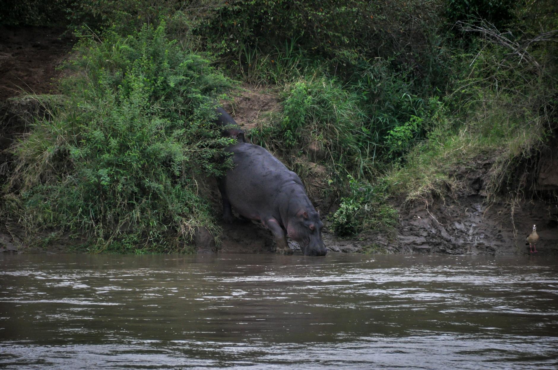 Hipopotam zbliża się do rzeki wśród bujnej zieleni podczas safari