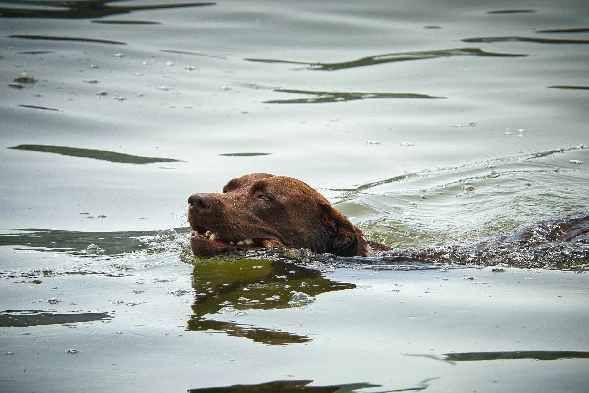 Labrador płynie w spokojnym jeziorze latem