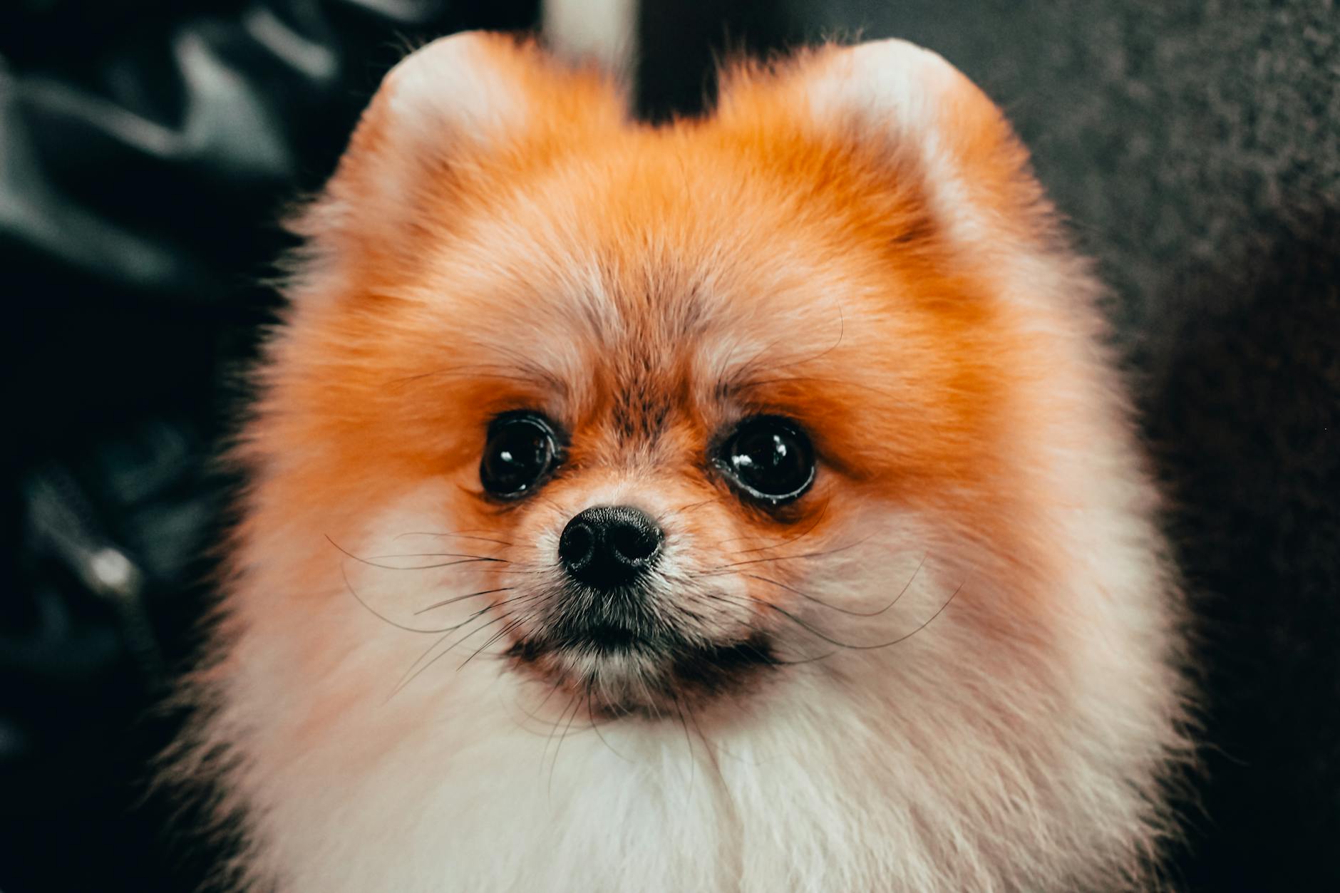 Puszysty szczeniak pomeraniana w zbliżeniu, widać pyszczek i oczy