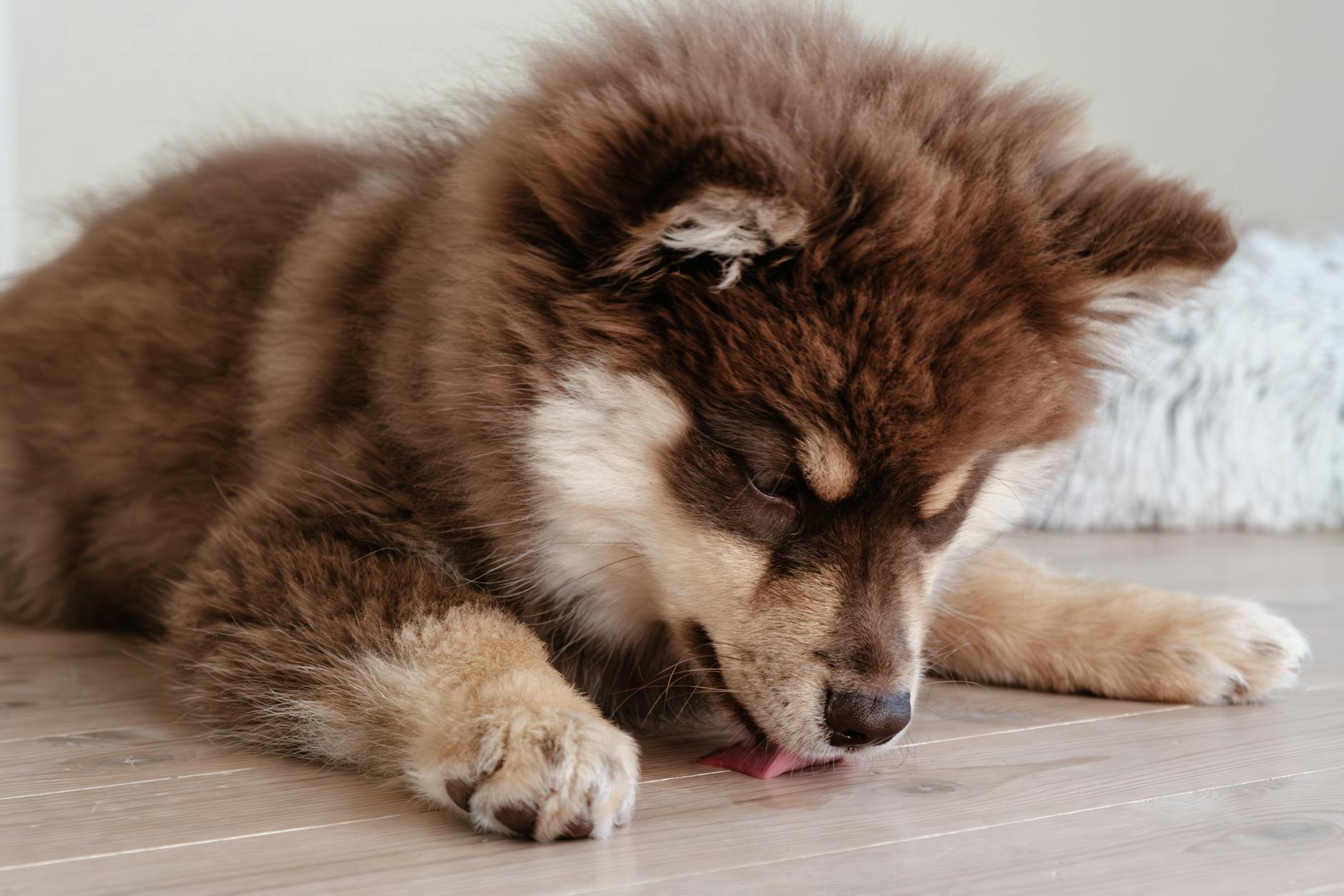 Szczeniak rasy Finnish Lapphund liże podłogę w domu