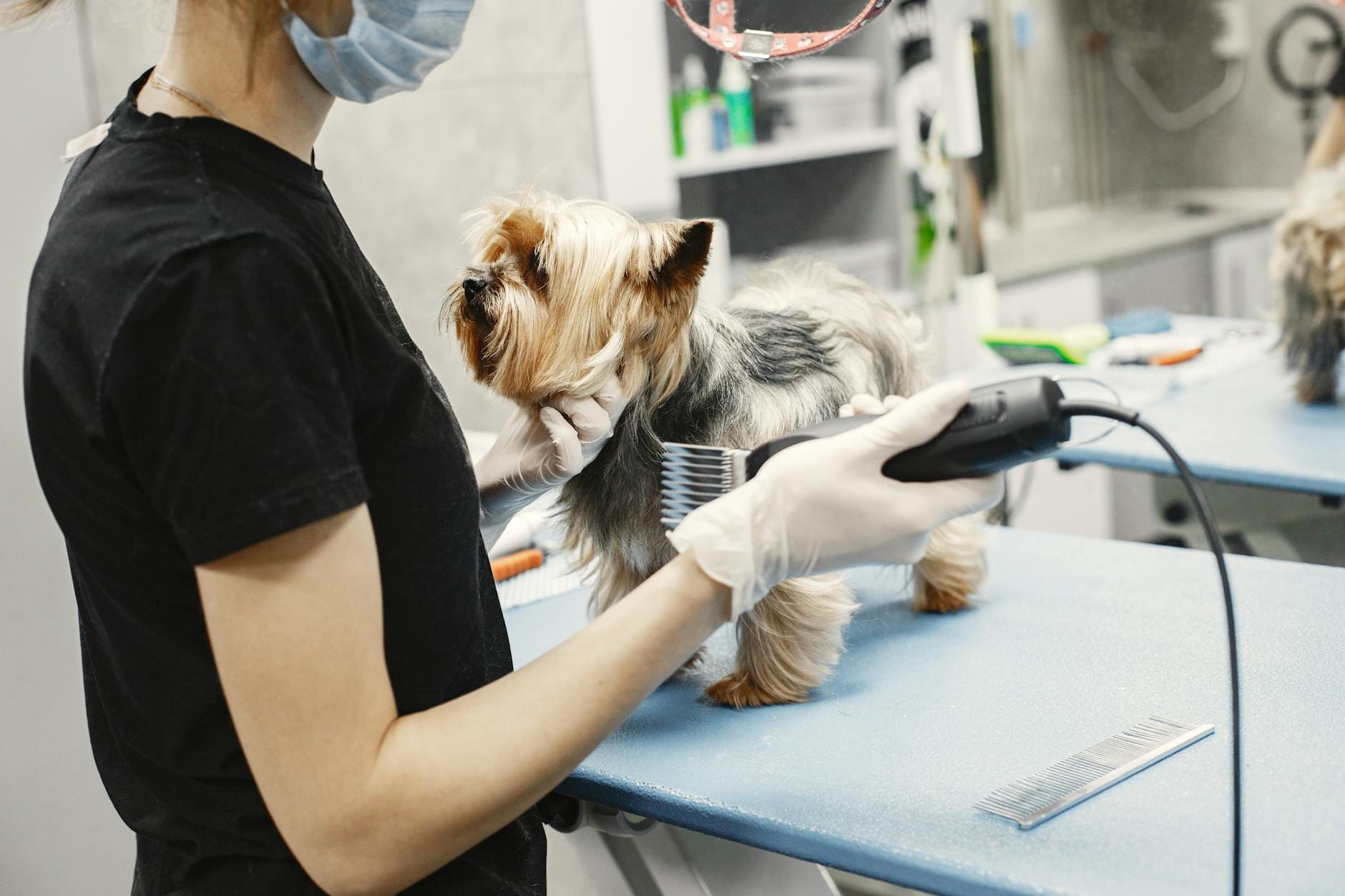Yorkshire terrier rozczesywany przez groomera w nowoczesnym salonie