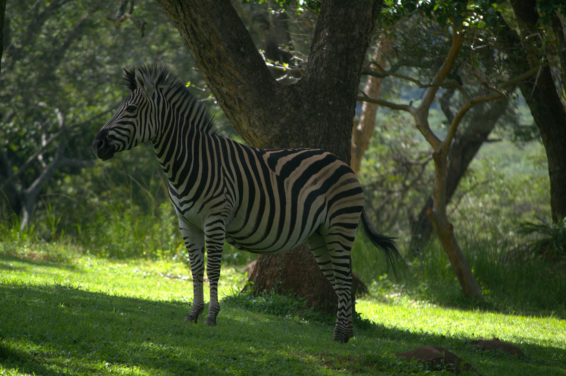 Zebra stojąca wśród bujnej zieleni podczas safari w afrykańskim lesie