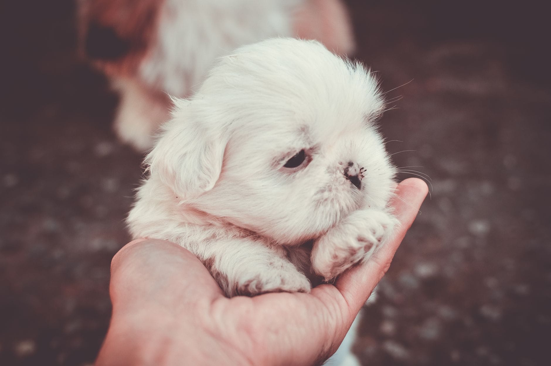 Puszysty szczeniak shih tzu leży spokojnie na dłoni na dworze