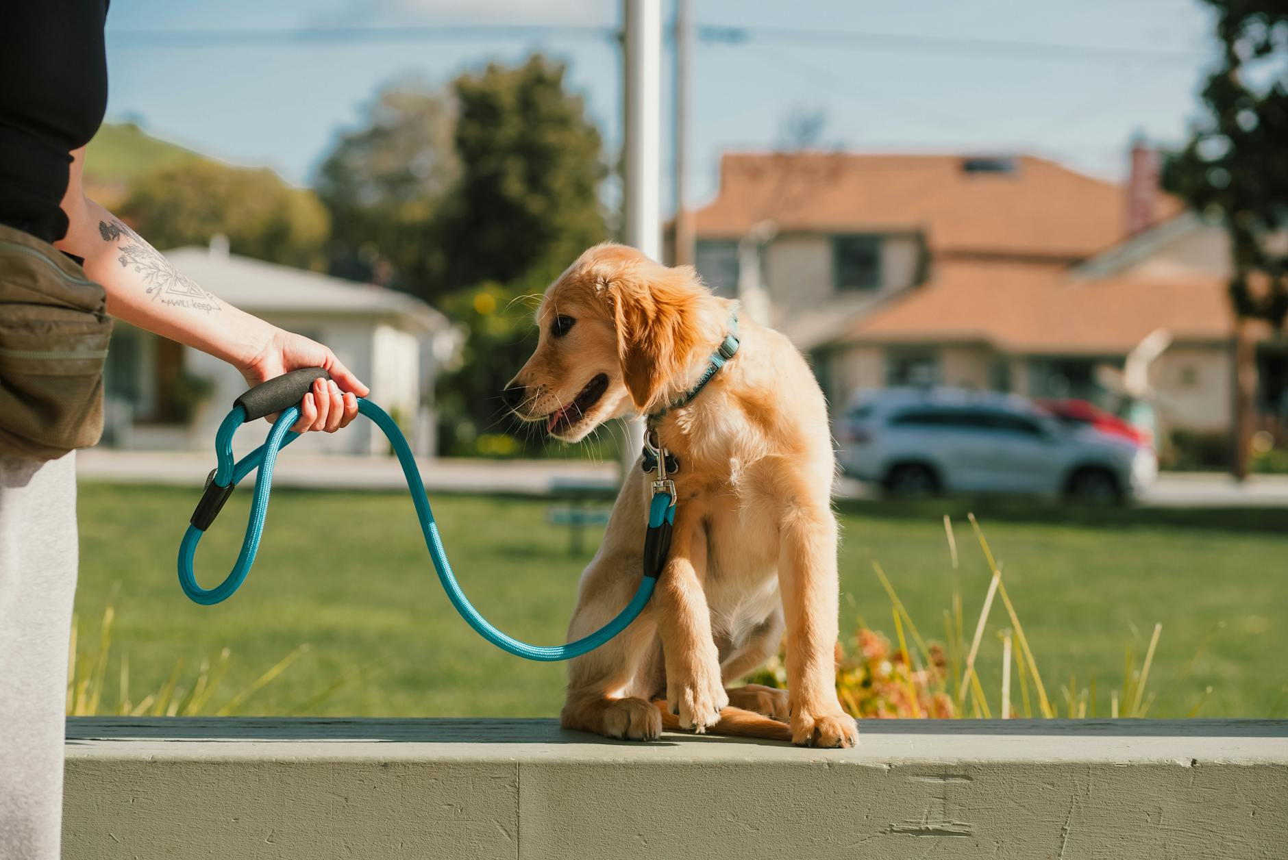 Szczeniak golden retrievera na niebieskiej smyczy siedzi w słonecznym parku