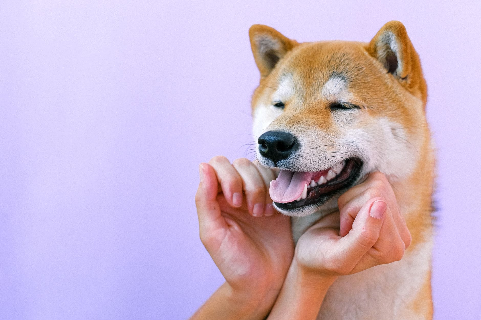 Uśmiechnięty pies rasy shiba inu głaskany po krótkiej sierści